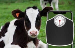 Ganado Pesado con Precisión: Pesada en el Campo con Jetbov