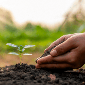 La Mejor Aplicación para Identificar Plantas
