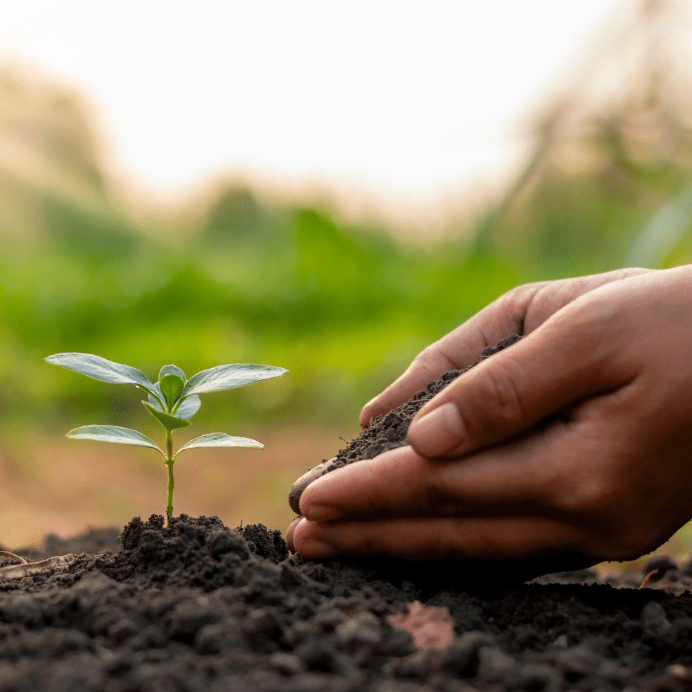 La Mejor Aplicación para Identificar Plantas