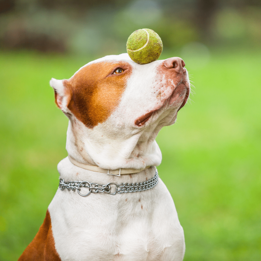 La Mejor App para el Entrenamiento Canino