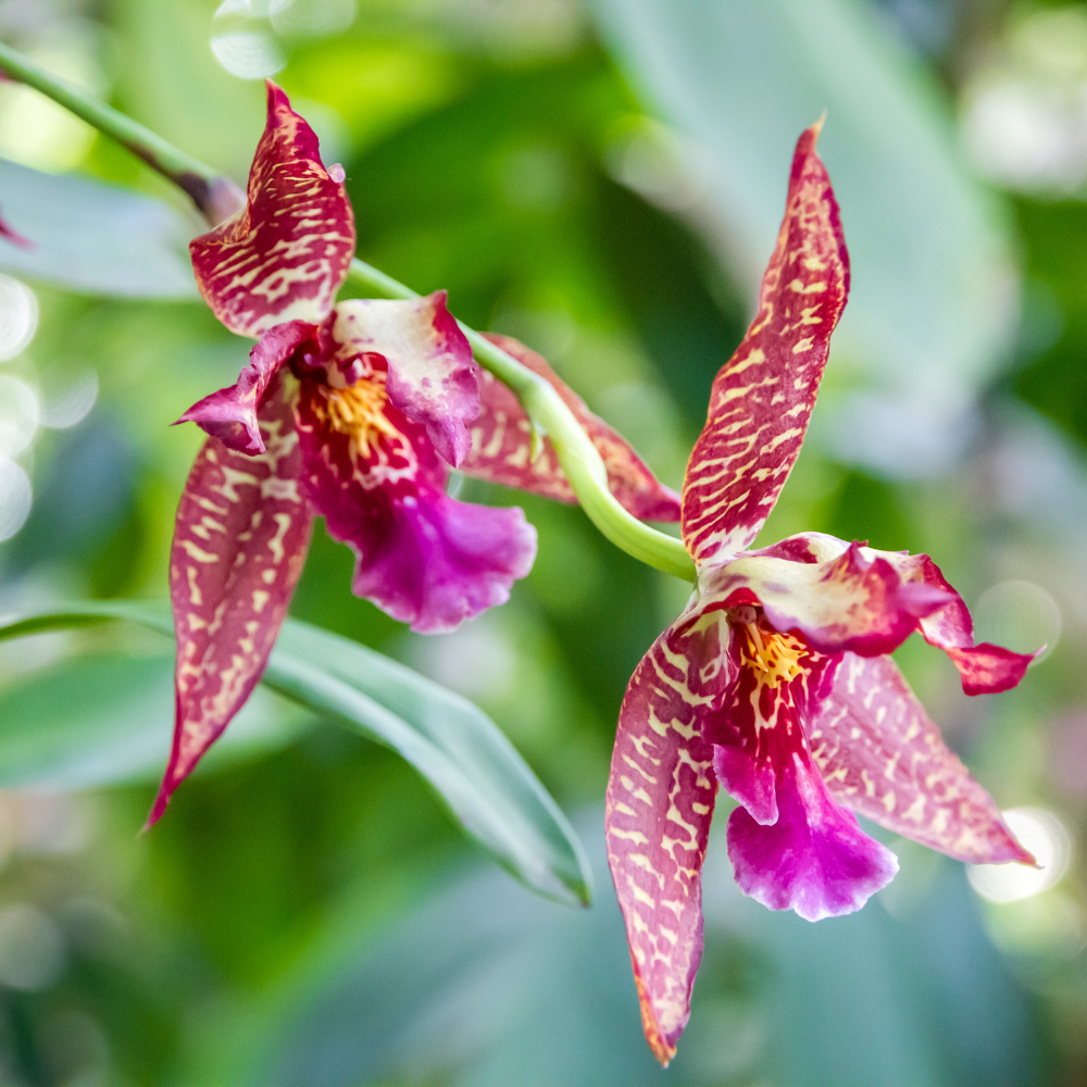 Identificación de Plantas a un Toque