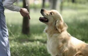 La Aplicación para Adiestrar Animales: El Mejor Método