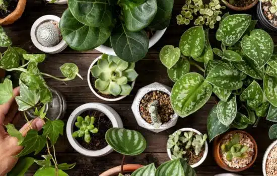 Descubre el Mundo de las Plantas con PlantSnap