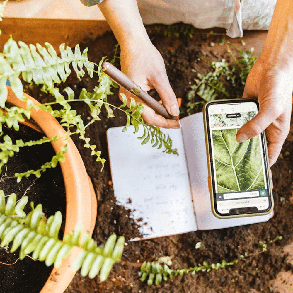 La Mejor Aplicación para Identificación de Plantas y Animales