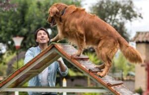 Cómo las Aplicaciones Pueden Ayudar a Entrenar a Tu Mascota